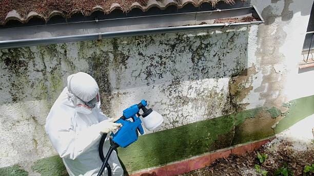 Trusted Mold Remediation service in Alpine, TX - Cheap Mold Removal